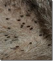 Hjortelusflue i pelsen på et dyr